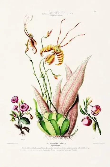 Framed Print : Antique Botanical Illustration Framed Print : Antique Botanical Illustration