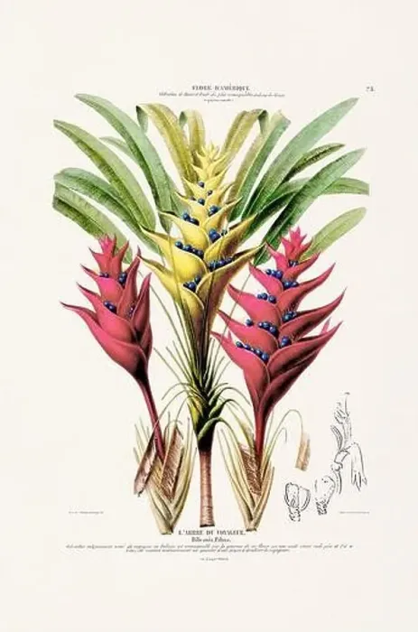Framed Print : Antique Botanical Illustration Framed Print : Antique Botanical Illustration