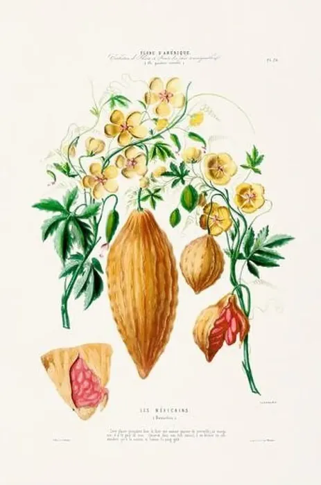Framed Print : Antique Botanical Illustration Framed Print : Antique Botanical Illustration