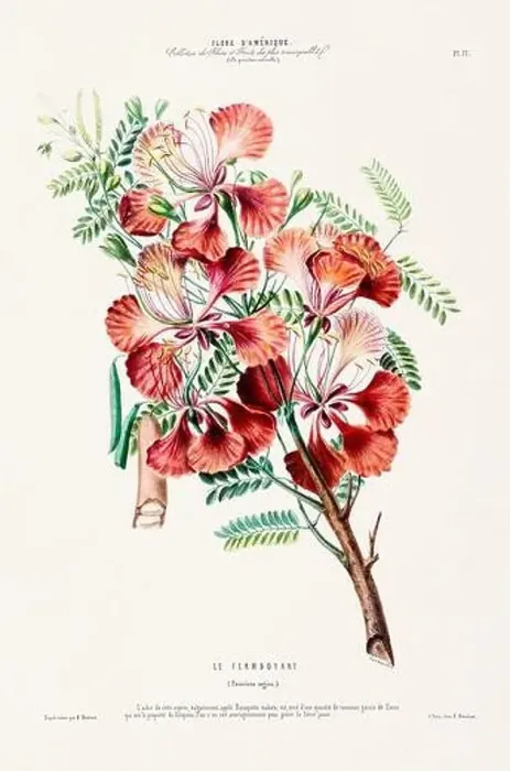 Framed Print : Antique Botanical Illustration Framed Print : Antique Botanical Illustration