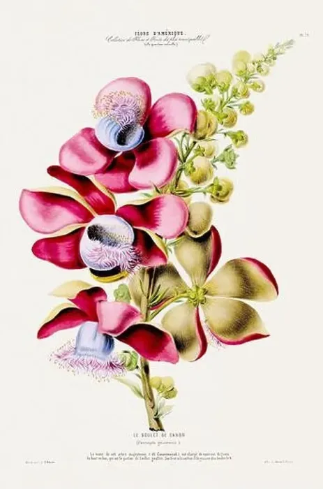 Framed Print : Antique Botanical Illustration Framed Print : Antique Botanical Illustration