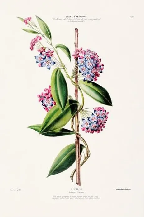Framed Print : Antique Botanical Illustration Framed Print : Antique Botanical Illustration