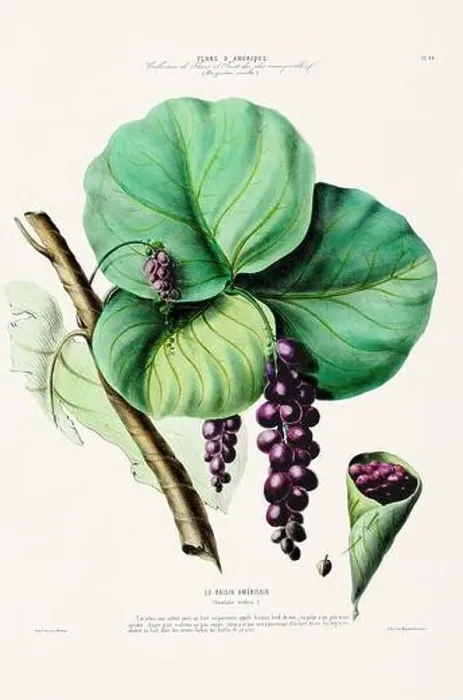 Framed Print : Antique Botanical Illustration Framed Print : Antique Botanical Illustration