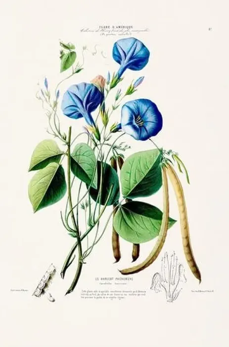 Framed Print : Antique Botanical Illustration Framed Print : Antique Botanical Illustration