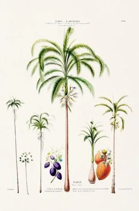 Framed Print : Antique Botanical Illustration Framed Print : Antique Botanical Illustration