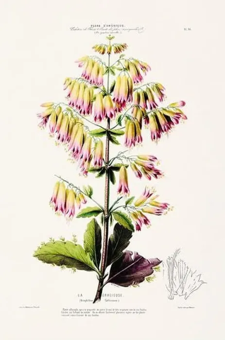 Framed Print : Antique Botanical Illustration Framed Print : Antique Botanical Illustration
