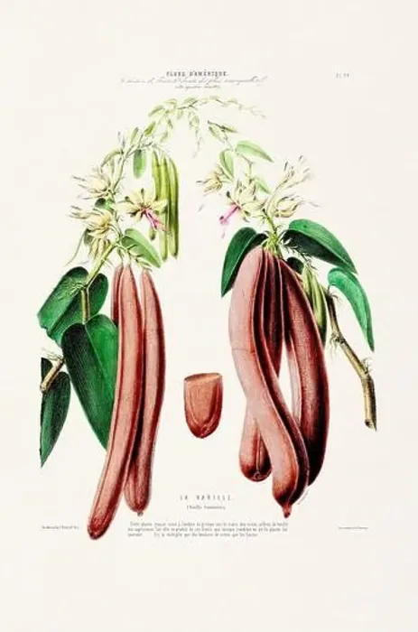Framed Print : Antique Botanical Illustration Framed Print : Antique Botanical Illustration