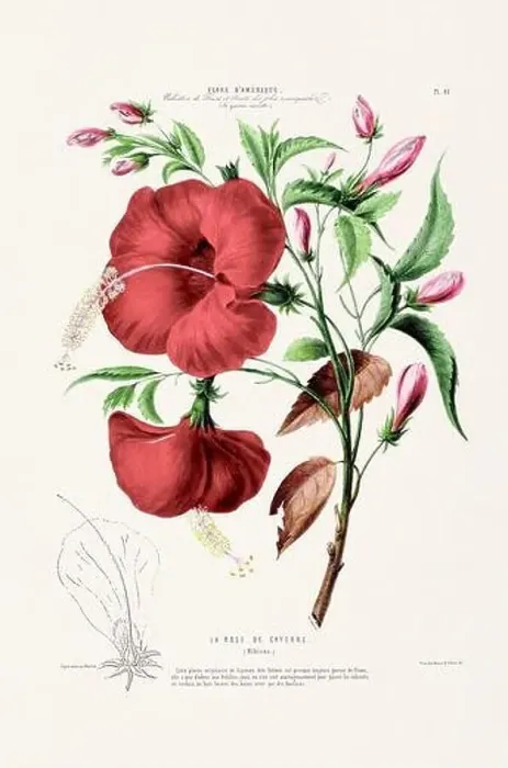 Framed Print : Antique Botanical Illustration Framed Print : Antique Botanical Illustration