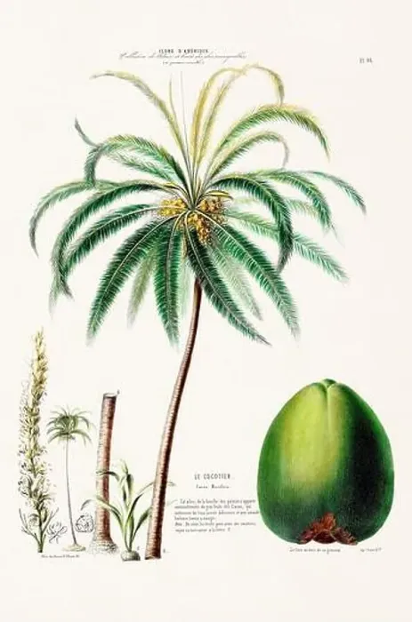 Framed Print : Antique Botanical Illustration Framed Print : Antique Botanical Illustration