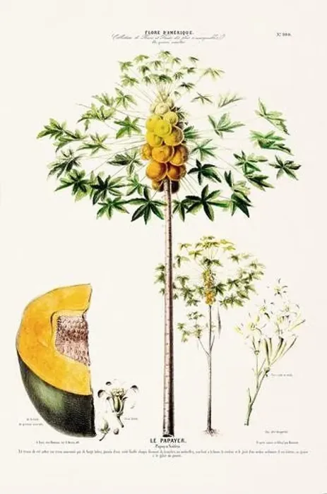 Framed Print : Antique Botanical Illustration Framed Print : Antique Botanical Illustration