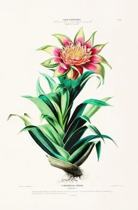 Framed Print : Antique Botanical Illustration Framed Print : Antique Botanical Illustration