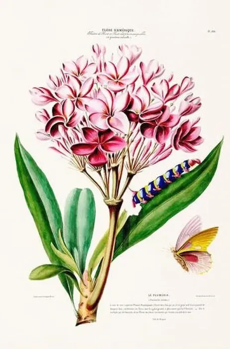 Framed Print : Antique Botanical Illustration Framed Print : Antique Botanical Illustration