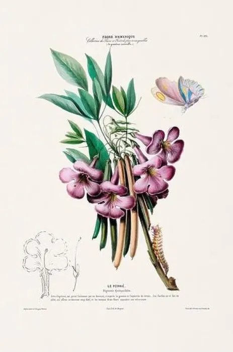 Framed Print : Antique Botanical Illustration Framed Print : Antique Botanical Illustration