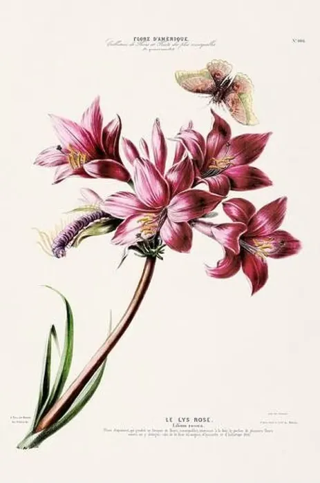 Framed Print : Antique Botanical Illustration Framed Print : Antique Botanical Illustration
