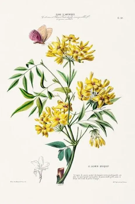Framed Print : Antique Botanical Illustration Framed Print : Antique Botanical Illustration