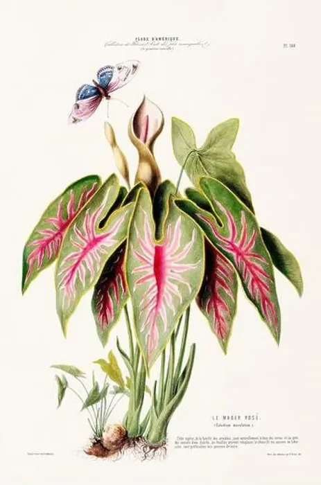 Framed Print : Antique Botanical Illustration Framed Print : Antique Botanical Illustration