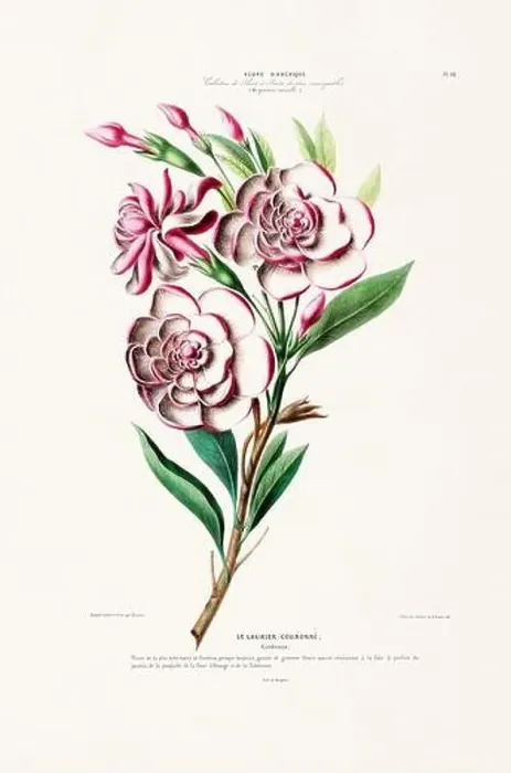 Framed Print : Antique Botanical Illustration Framed Print : Antique Botanical Illustration