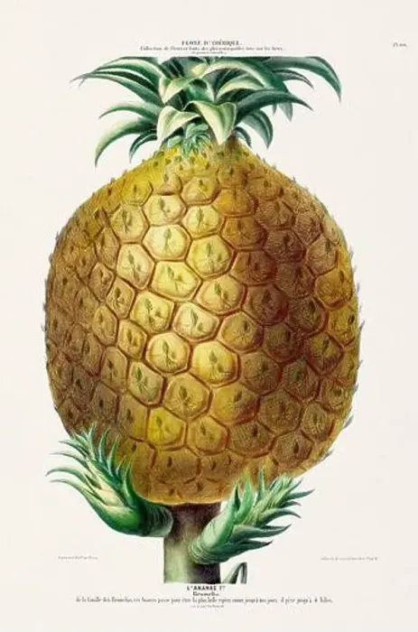 Framed Print : Antique Botanical Illustration Framed Print : Antique Botanical Illustration