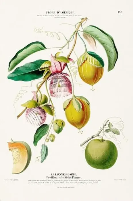 Framed Print : Antique Botanical Illustration Framed Print : Antique Botanical Illustration