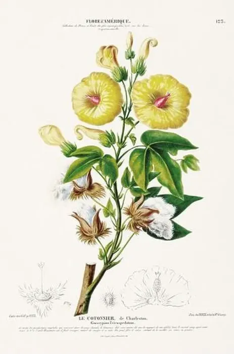 Framed Print : Antique Botanical Illustration Framed Print : Antique Botanical Illustration