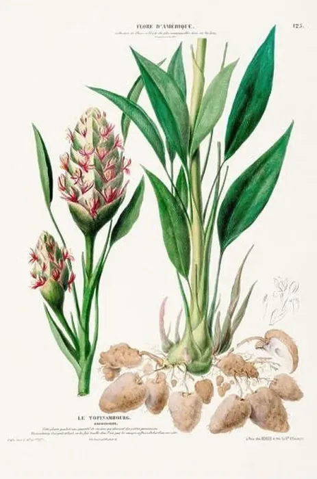 Framed Print : Antique Botanical Illustration Framed Print : Antique Botanical Illustration
