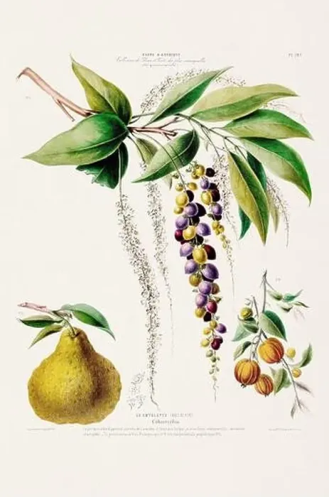Framed Print : Antique Botanical Illustration Framed Print : Antique Botanical Illustration