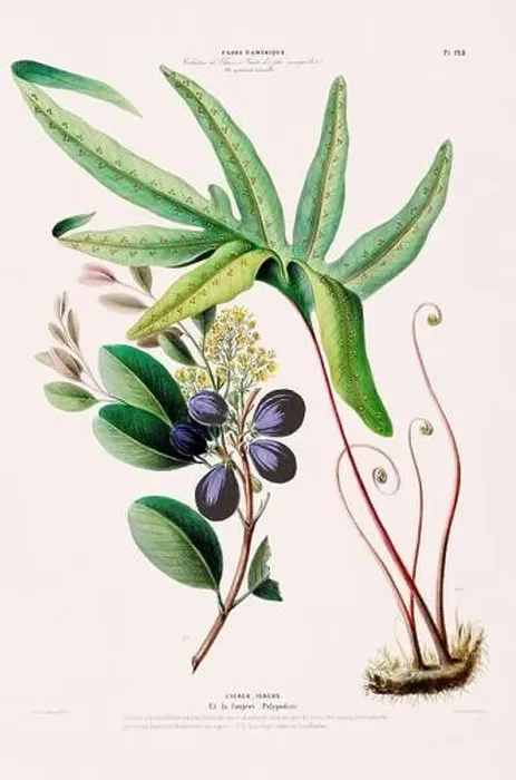 Framed Print : Antique Botanical Illustration Framed Print : Antique Botanical Illustration