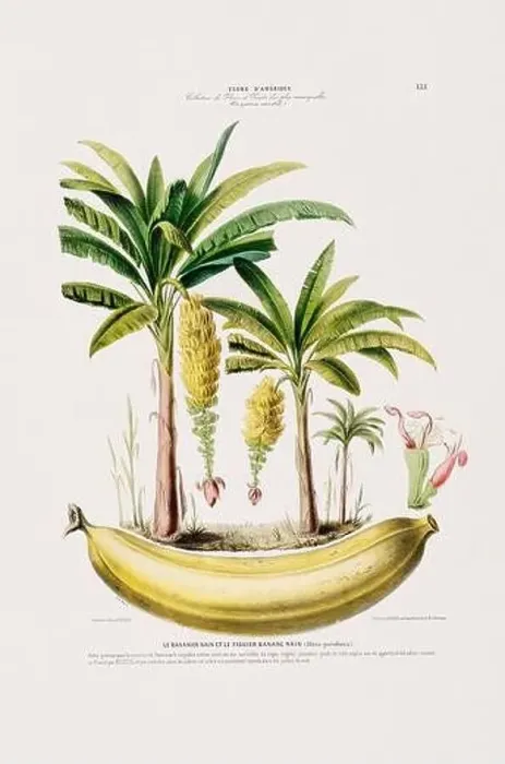 Framed Print : Antique Botanical Illustration Framed Print : Antique Botanical Illustration