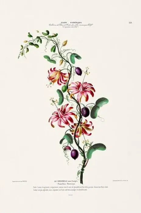 Framed Print : Antique Botanical Illustration Framed Print : Antique Botanical Illustration