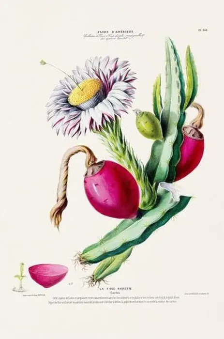 Framed Print : Antique Botanical Illustration Framed Print : Antique Botanical Illustration