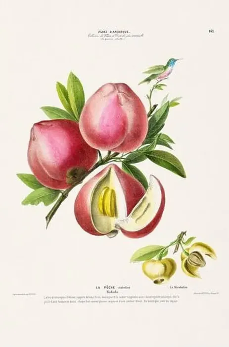 Framed Print : Antique Botanical Illustration Framed Print : Antique Botanical Illustration