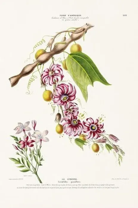 Framed Print : Antique Botanical Illustration Framed Print : Antique Botanical Illustration