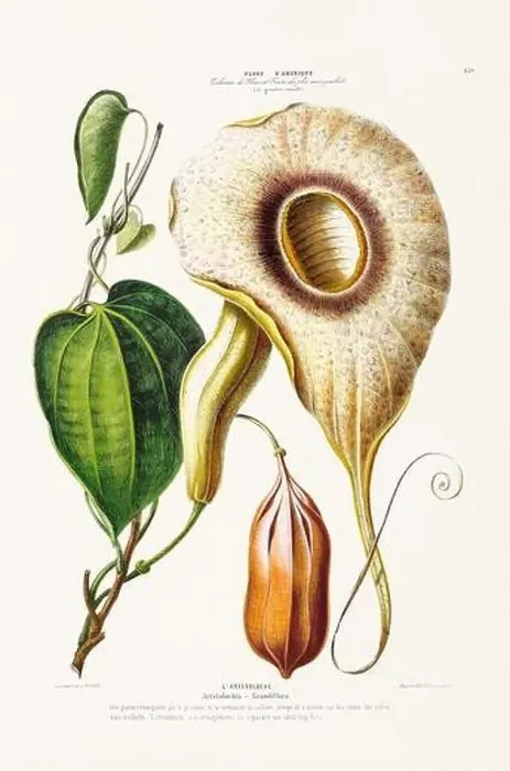 Framed Print : Antique Botanical Illustration Framed Print : Antique Botanical Illustration