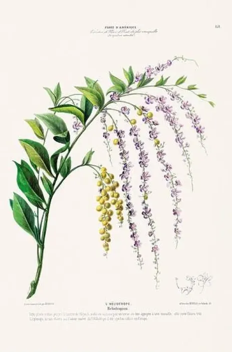 Framed Print : Antique Botanical Illustration