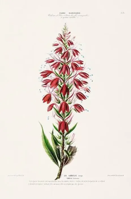 Framed Print : Antique Botanical Illustration Framed Print : Antique Botanical Illustration