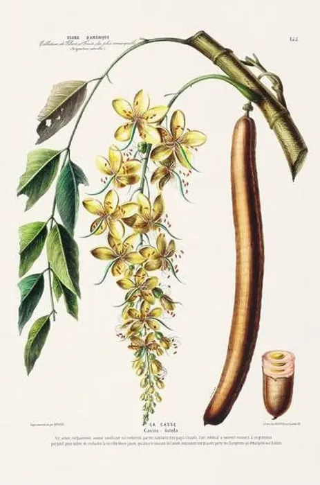 Framed Print : Antique Botanical Illustration Framed Print : Antique Botanical Illustration