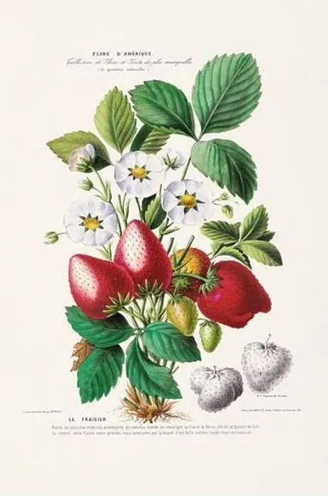 Framed Print : Antique Botanical Illustration Framed Print : Antique Botanical Illustration