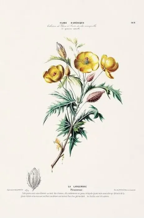 Framed Print : Antique Botanical Illustration Framed Print : Antique Botanical Illustration