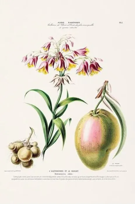 Framed Print : Antique Botanical Illustration Framed Print : Antique Botanical Illustration