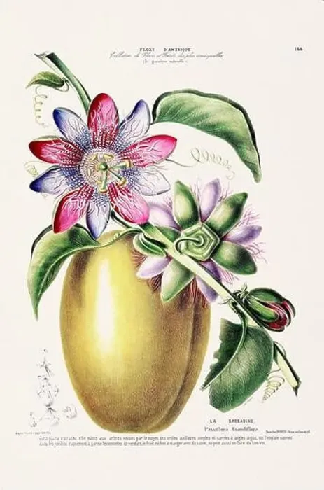 Framed Print : Antique Botanical Illustration Framed Print : Antique Botanical Illustration