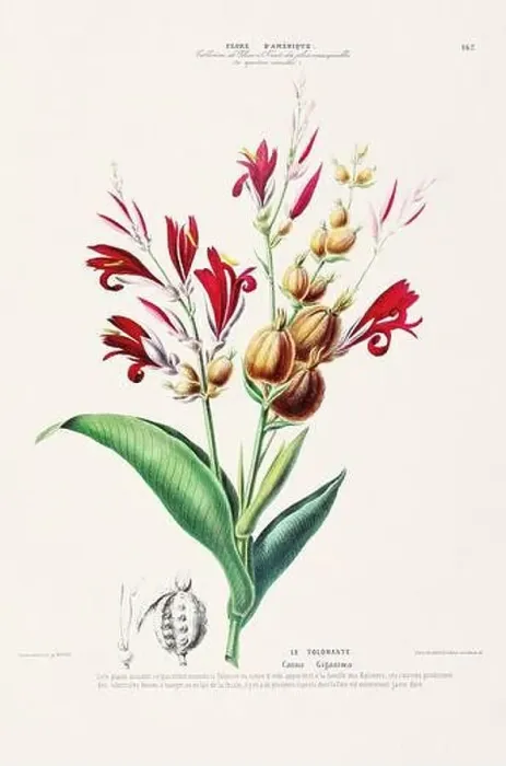 Framed Print : Antique Botanical Illustration Framed Print : Antique Botanical Illustration