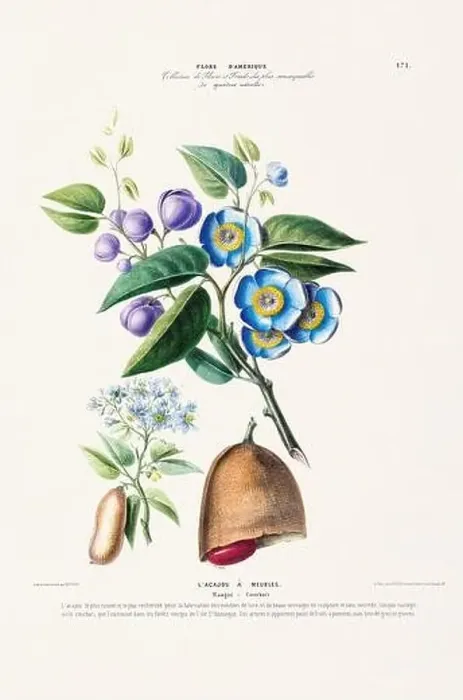 Framed Print : Antique Botanical Illustration Framed Print : Antique Botanical Illustration