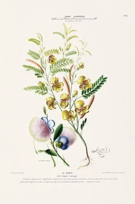 Framed Print : Antique Botanical Illustration Framed Print : Antique Botanical Illustration