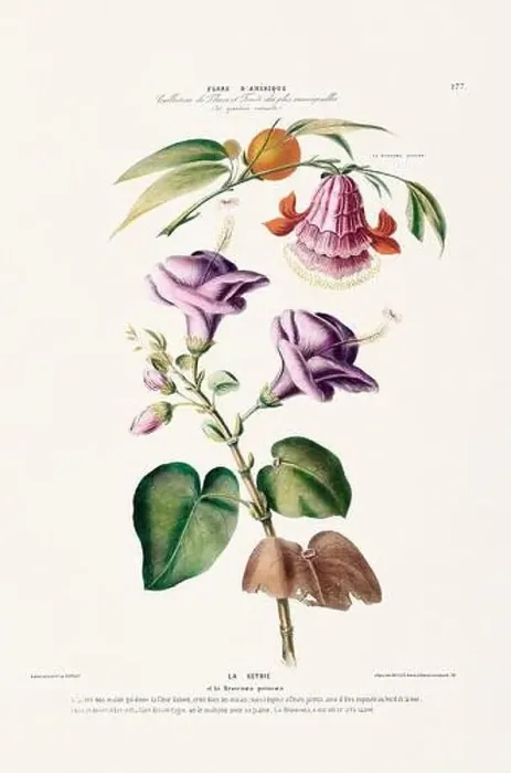 Framed Print : Antique Botanical Illustration Framed Print : Antique Botanical Illustration