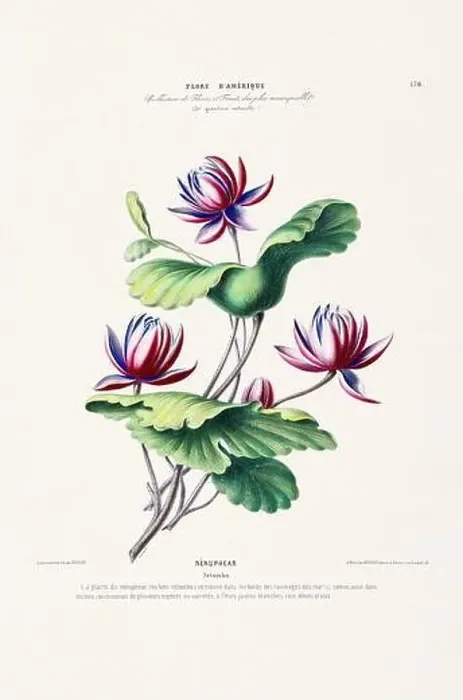Framed Print : Antique Botanical Illustration Framed Print : Antique Botanical Illustration