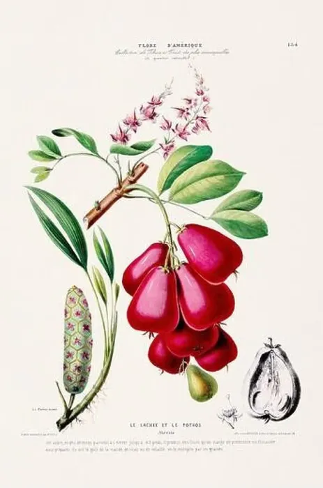 Framed Print : Antique Botanical Illustration Framed Print : Antique Botanical Illustration