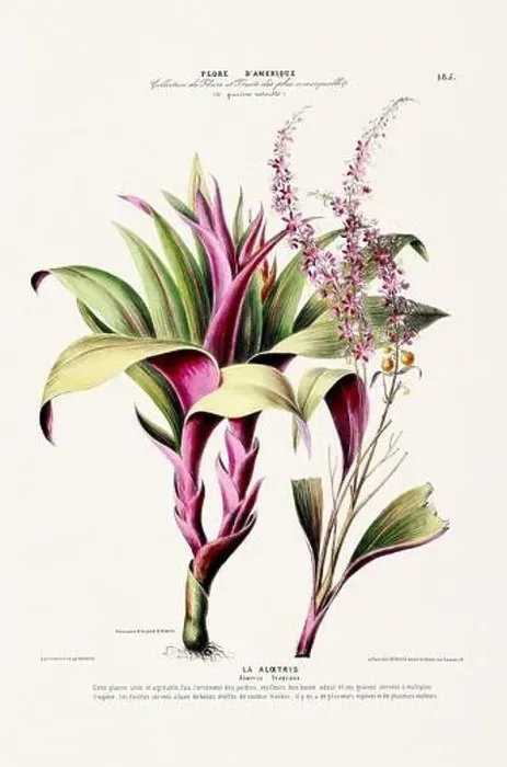 Framed Print : Antique Botanical Illustration Framed Print : Antique Botanical Illustration