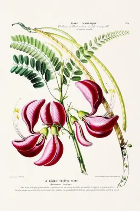 Framed Print : Antique Botanical Illustration Framed Print : Antique Botanical Illustration