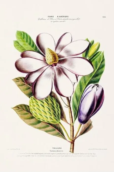 Framed Print : Antique Botanical Illustration Framed Print : Antique Botanical Illustration