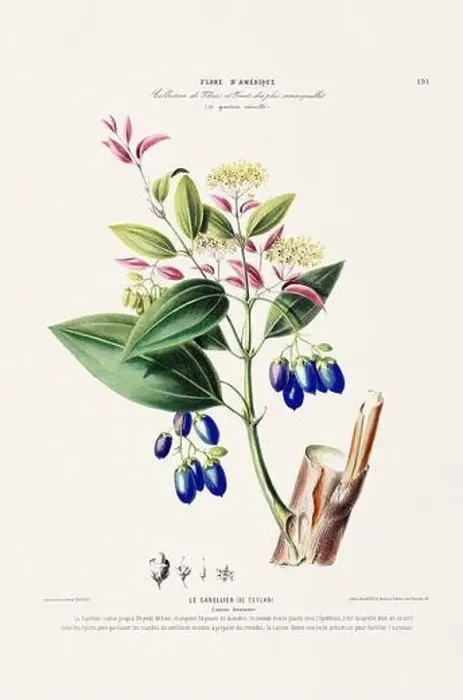 Framed Print : Antique Botanical Illustration Framed Print : Antique Botanical Illustration